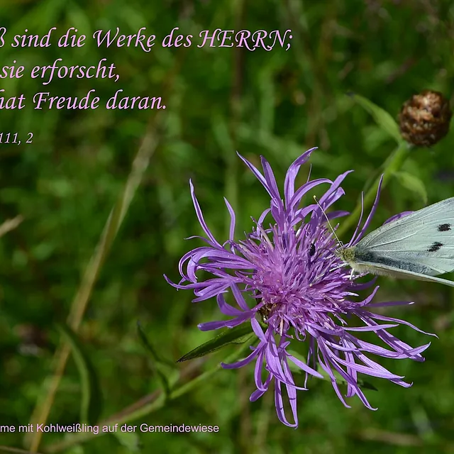 Schaukastenbild 2018