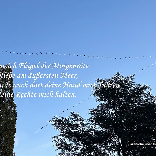Kraniche über Hagedorn